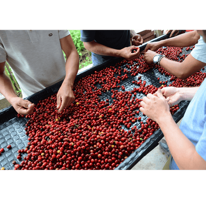 KB Coffee Roasters - Nogales Crimson Java Filter Coffee Colombia Sorting