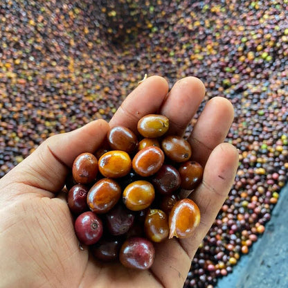 KB Coffee Roasters - Nogales Essence Gesha Filter Coffee Colombia