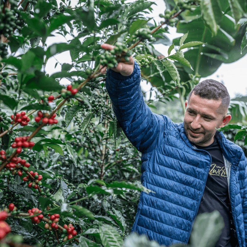 KB Coffee Roasters - Zarza Pacamara Decaf Coffee Omni Roasted Colombia Producer