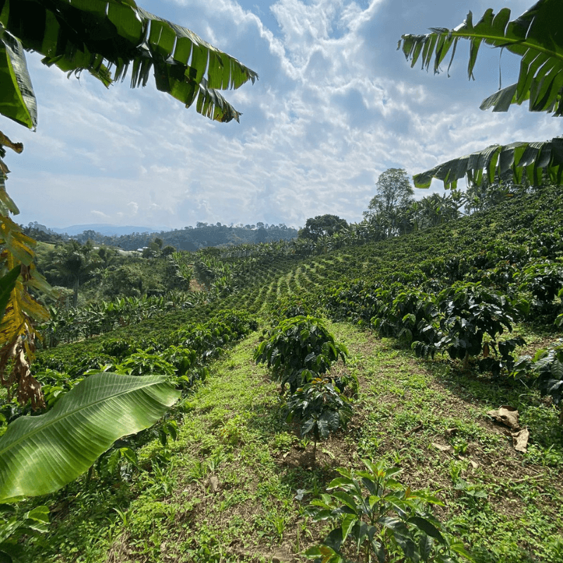 KB Coffee Roasters - Zarza Pacamara Decaf Coffee Omni Roasted Colombia Farm