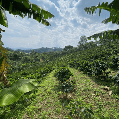KB Coffee Roasters - Zarza Aji Filter Coffee Colombia Farm