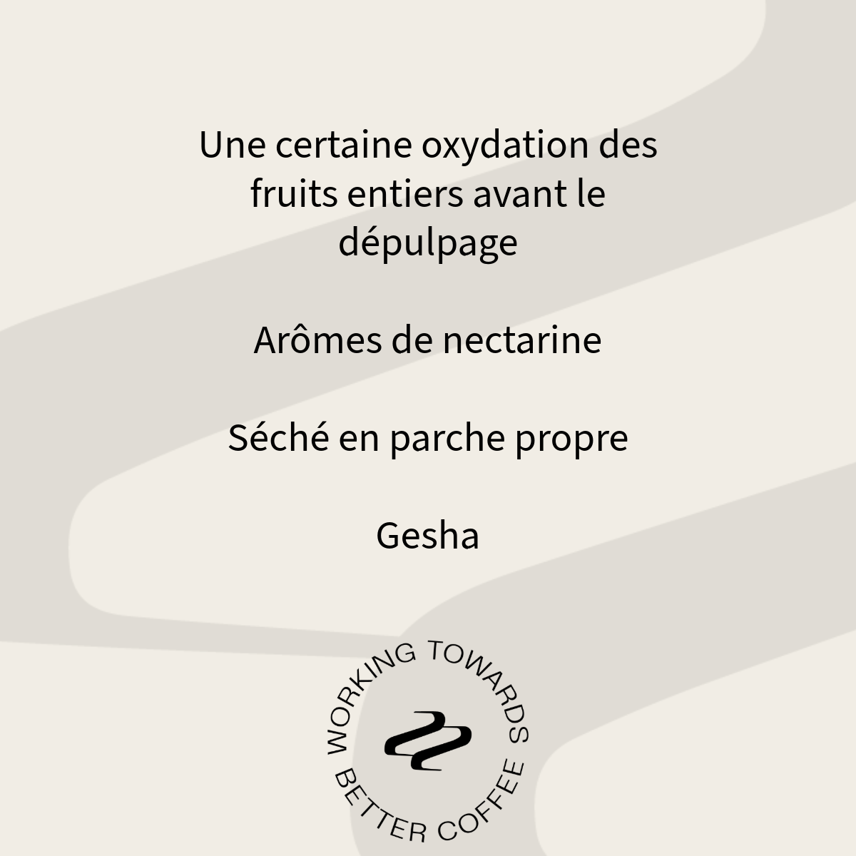Tribute - Don Lino Geisha Specialty Coffee Colombia Tasting Notes