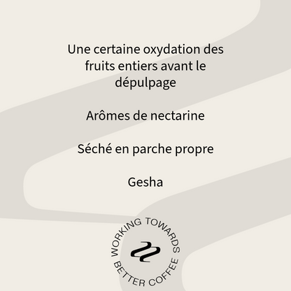 Tribute - Don Lino Geisha Specialty Coffee Colombia Tasting Notes