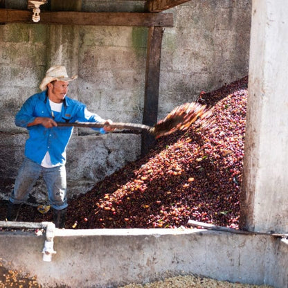 Gust Coffee Roasters - Opalaca Espresso Coffee Honduras Processing