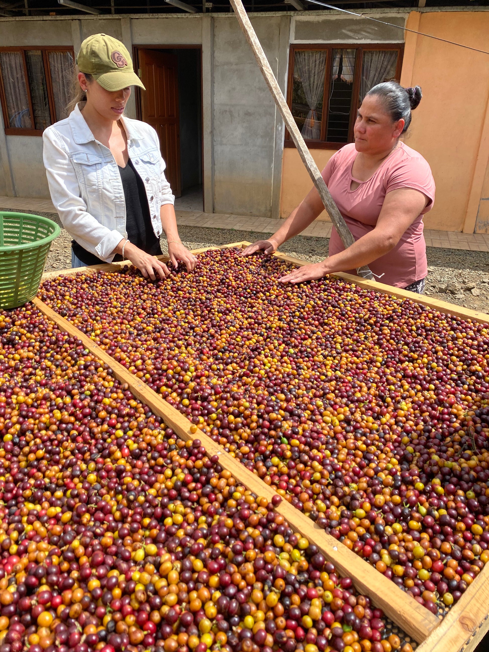 KB Coffee Roasters - Chirascuasa Filter Coffee Costa Rica Coffee Cherries