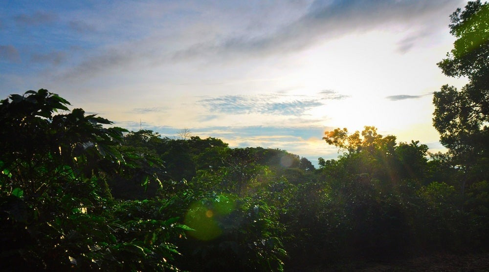 KB Coffee Roasters - Hacienda Sonora Espresso Coffee Costa Rica Farm