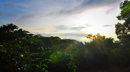 KB Coffee Roasters - Hacienda Sonora Espresso Coffee Costa Rica Farm