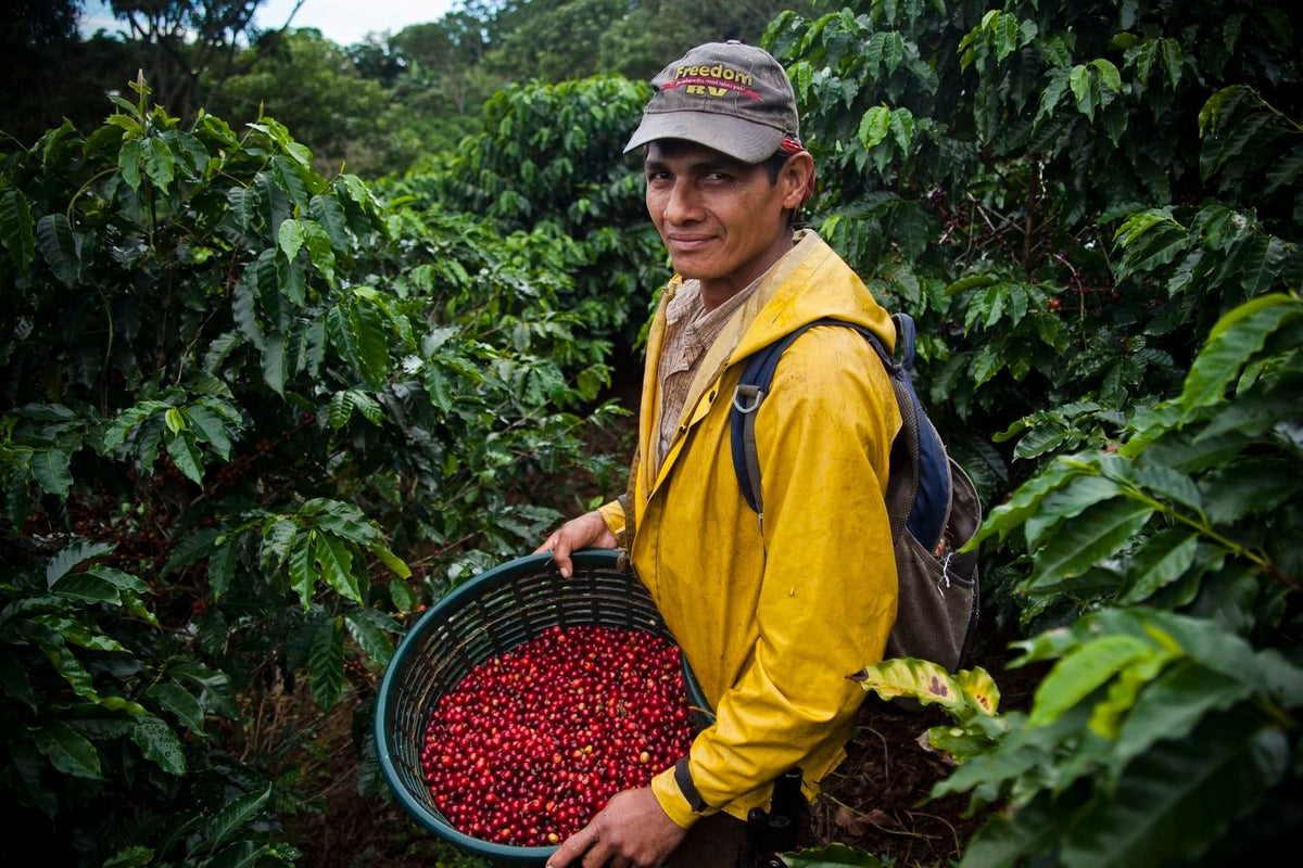 KB Coffee Roasters - Hacienda Sonora Espresso Coffee Costa Rica Farmer