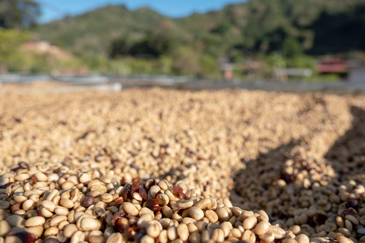 KB Coffee Roasters - La Pachuca Filter Coffee Costa Rica Processing