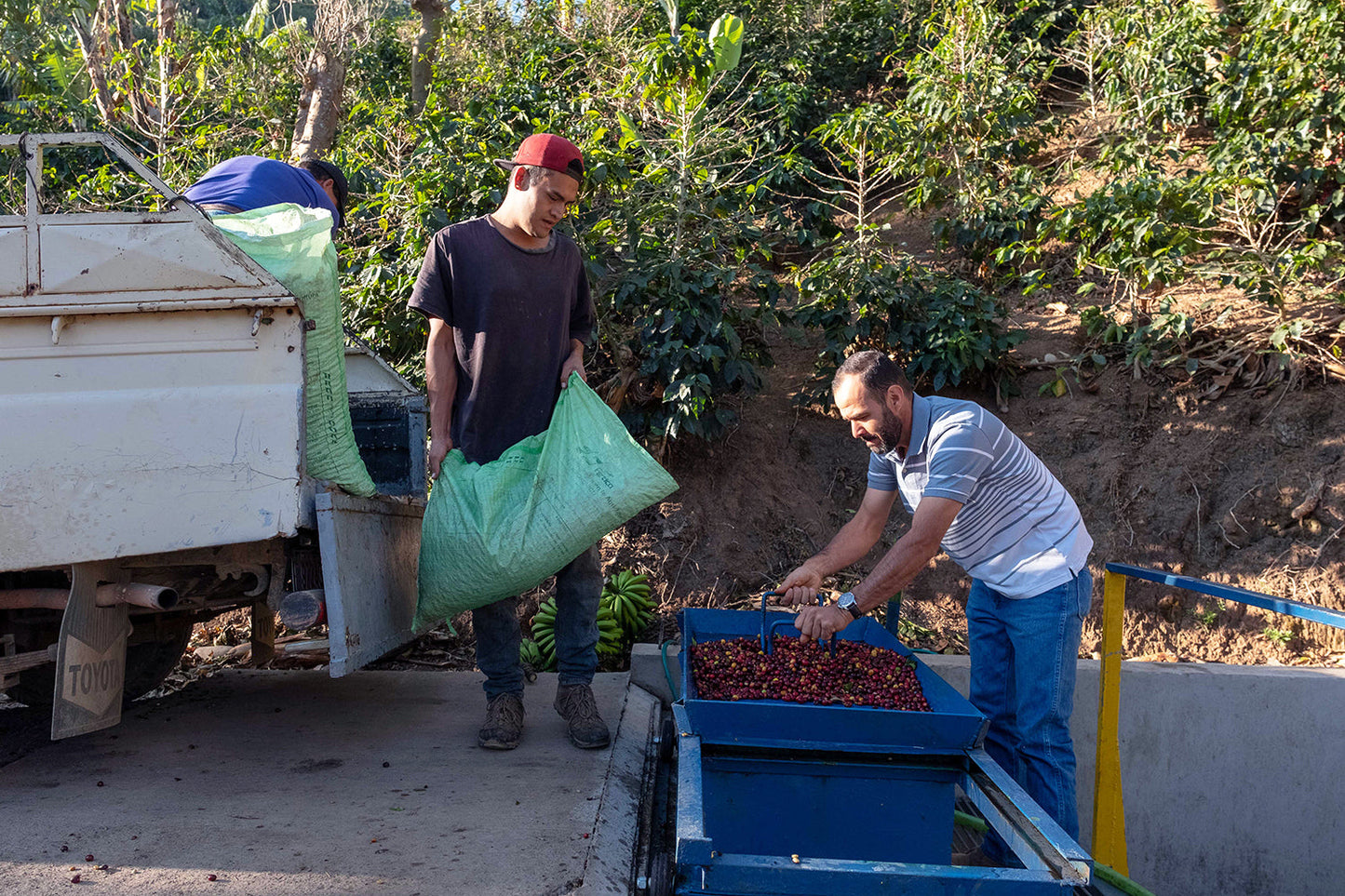 KB Coffee Roasters - La Pachuca Filter Coffee Costa Rica Processing
