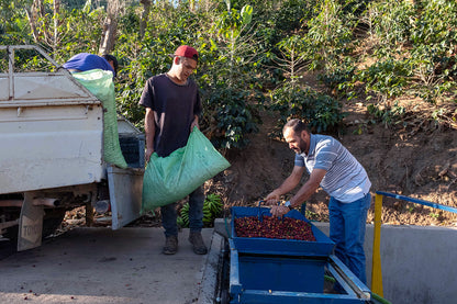 KB Coffee Roasters - La Pachuca Filter Coffee Costa Rica Processing