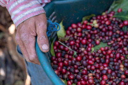 KB Coffee Roasters - La Pachuca Filter Coffee Costa Rica Coffee Cherries