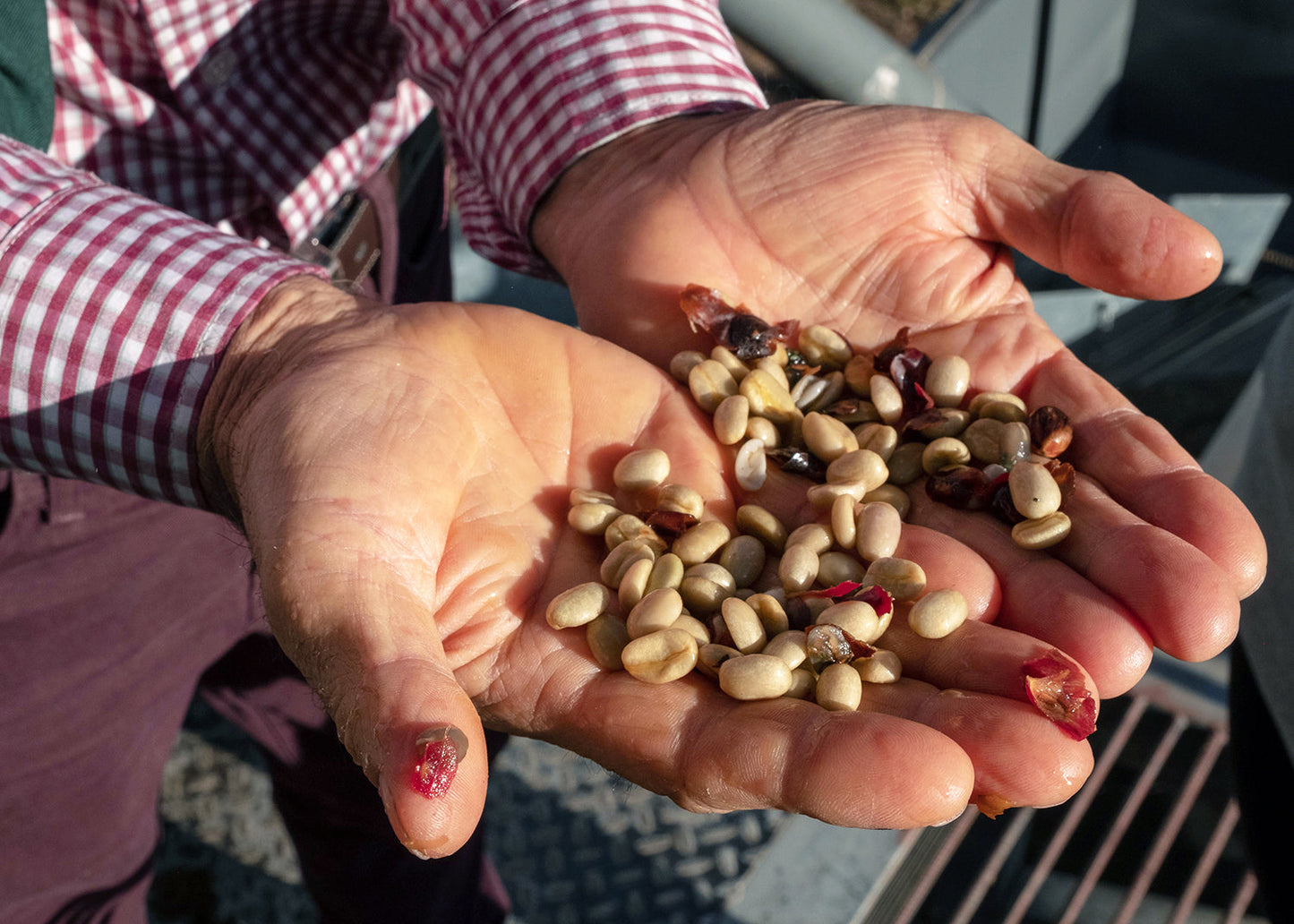 KB Coffee Roasters - La Pachuca Filter Coffee Costa Rica Coffee Cherries