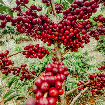 KB Coffee Roasters - Banko Gotiti Filter Coffee Ethiopia Coffee Cherries