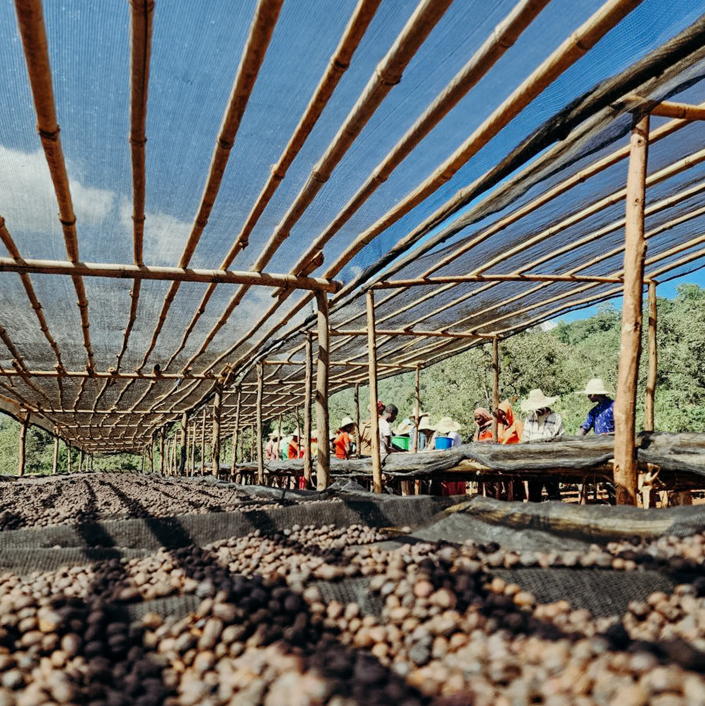 KB Coffee Roasters - Banko Gotiti Filter Coffee Ethiopia Drying