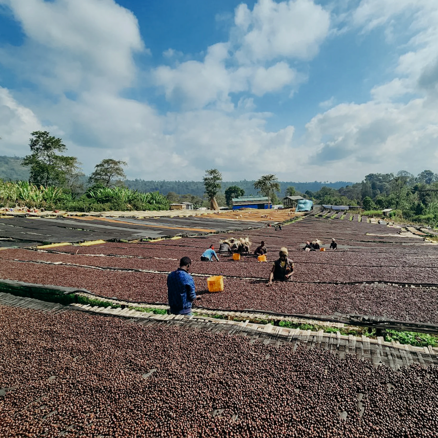 KB Coffee Roasters - Banko Gotiti Filter Coffee Ethiopia Drying