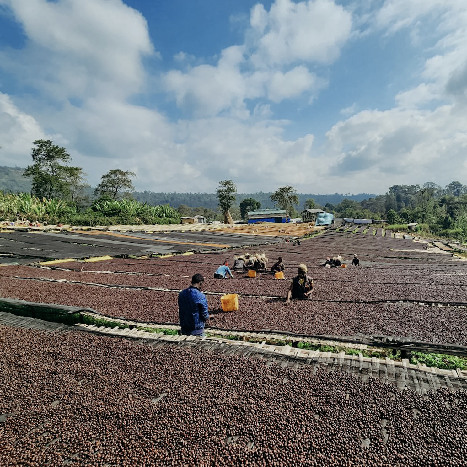 KB Coffee Roasters - Banko Gotiti Filter Coffee Ethiopia Drying