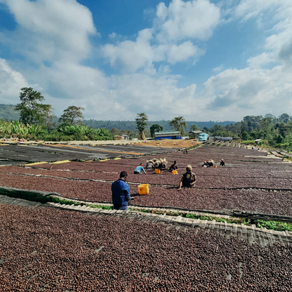 KB Coffee Roasters - Banko Gotiti Filter Coffee Ethiopia Drying