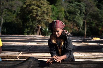 KB Coffee Roasters - Dimtu Filter Coffee Ethiopia Drying