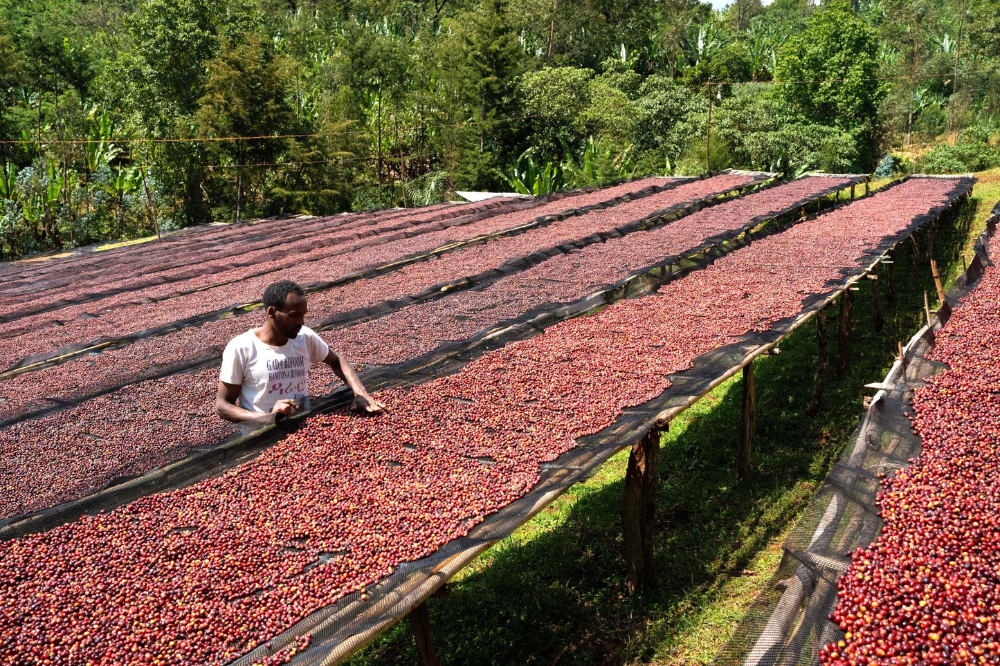 KB Coffee Roasters - Dimtu Filter Coffee Ethiopia Drying