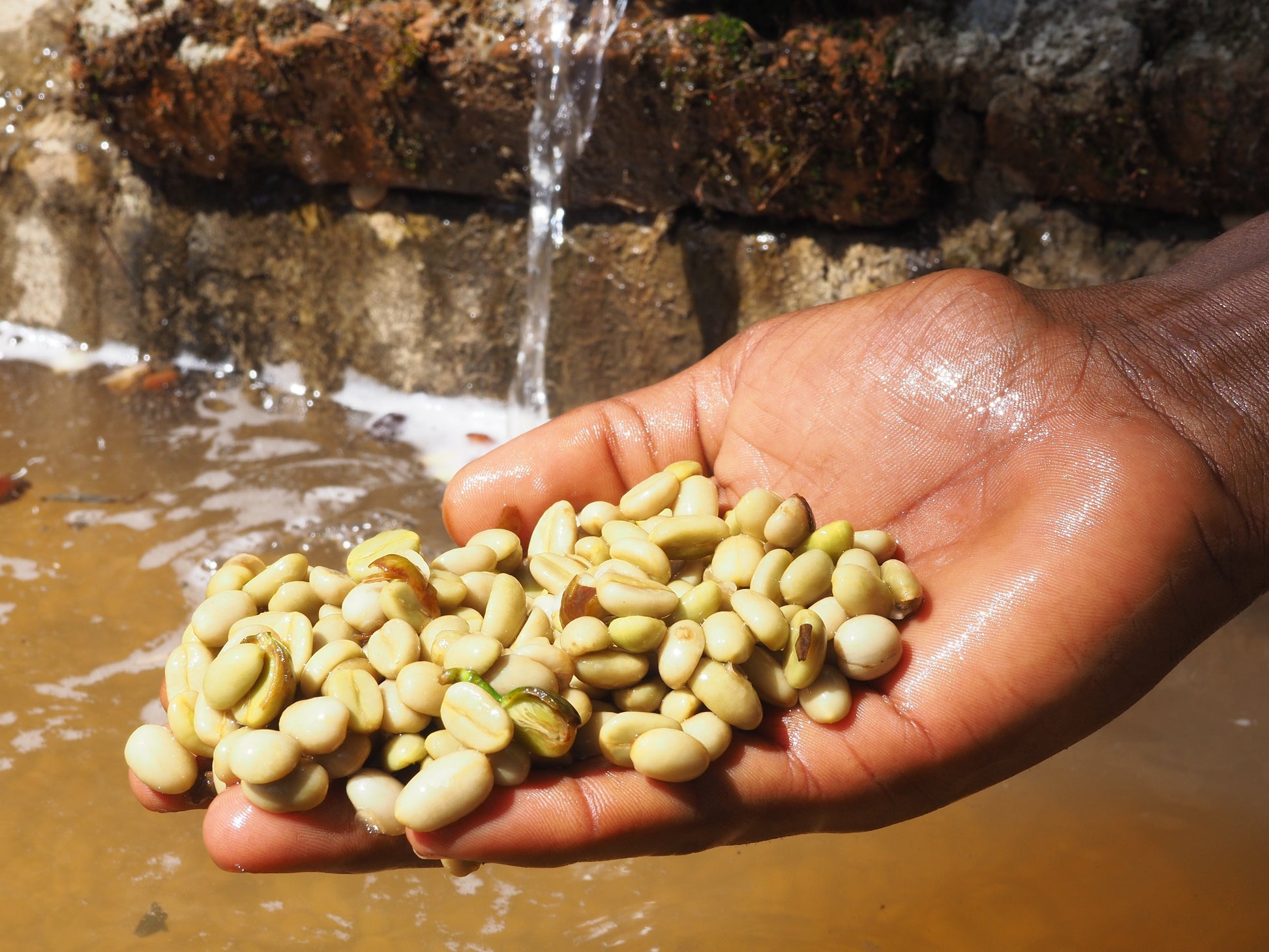 KB Coffee Roasters - Shakiso Filter Coffee Ethiopia Washed Process