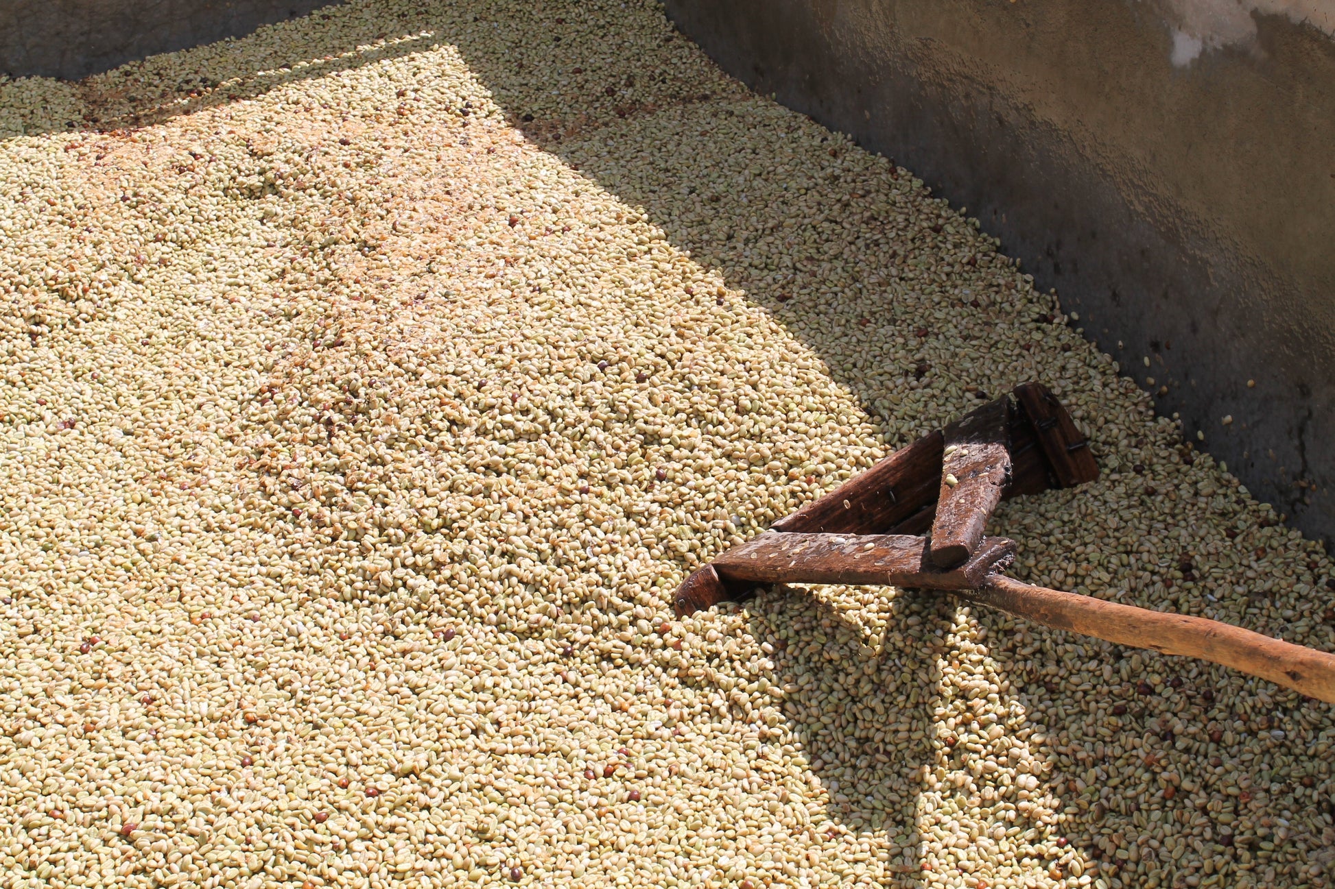 KB Coffee Roasters - Shakiso Filter Coffee Ethiopia Drying