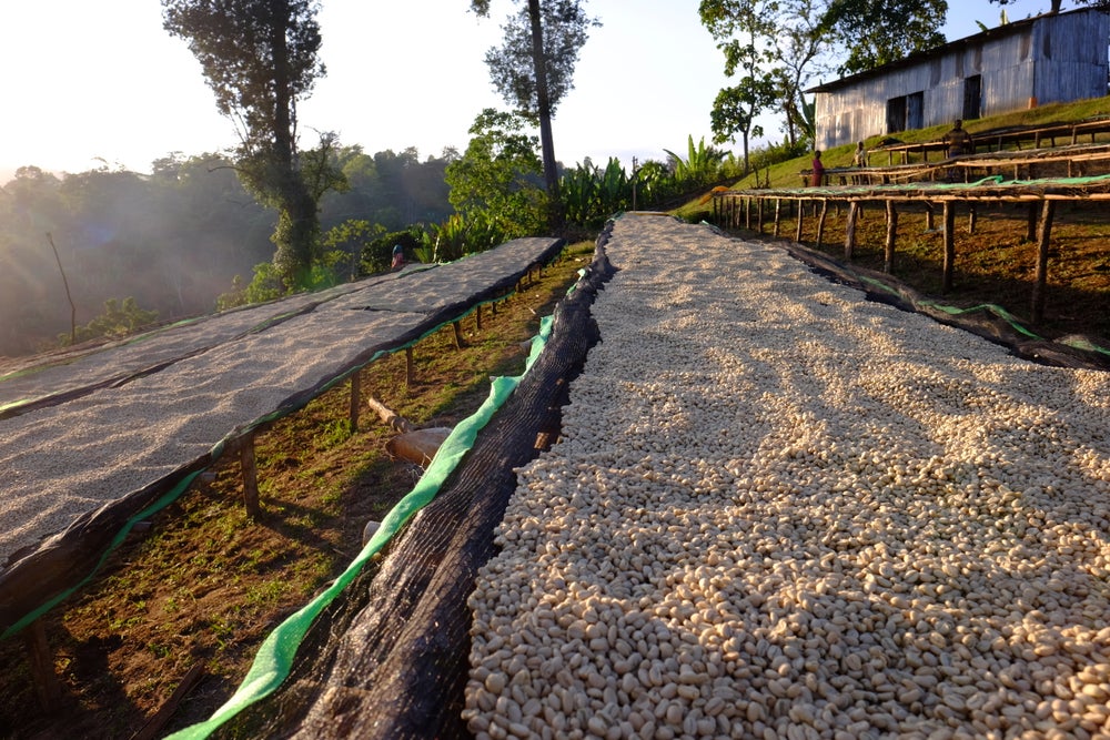 KB Coffee Roasters - Uraga Oro Espresso Coffee Ethiopia Drying