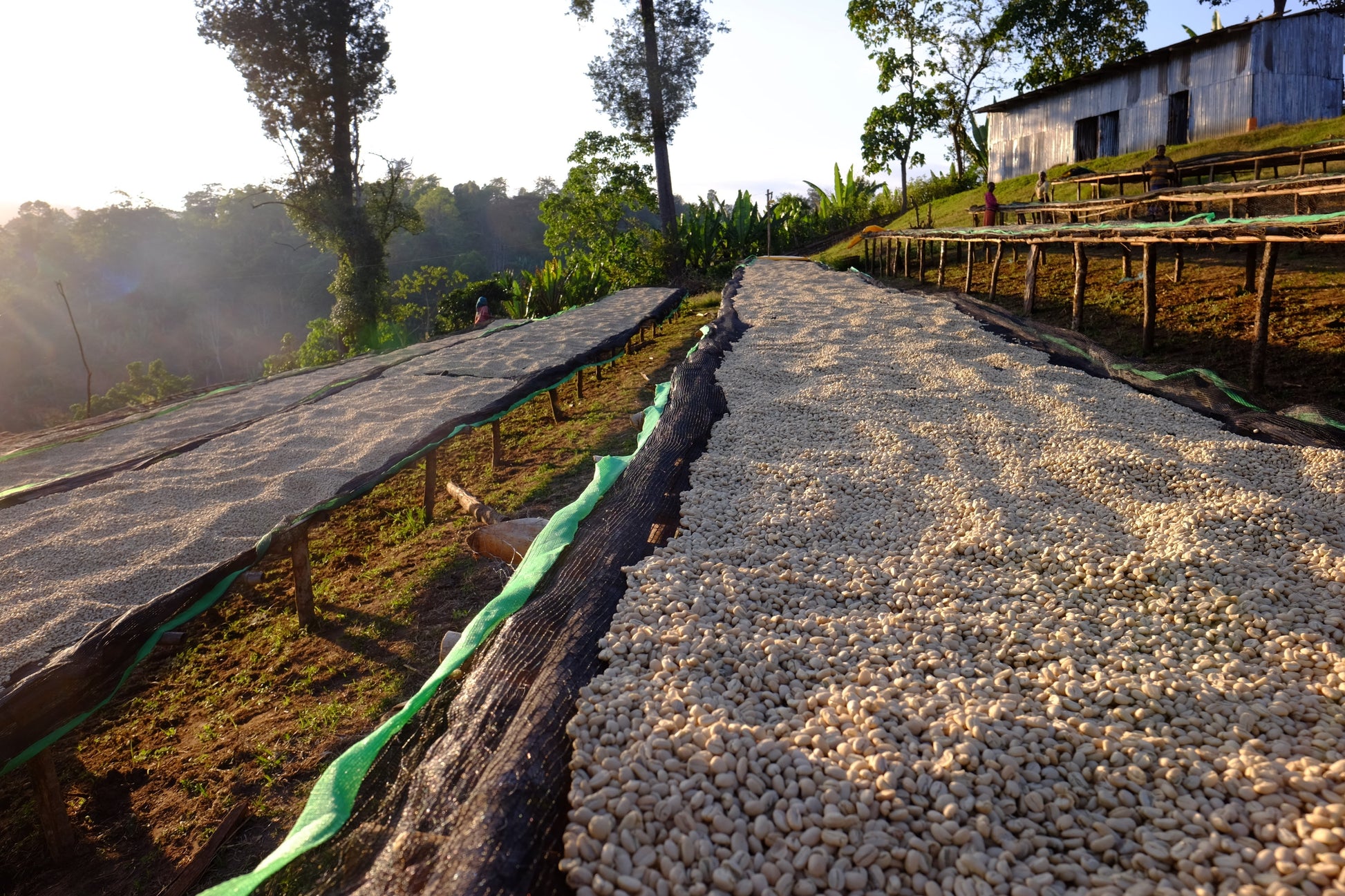 KB Coffee Roasters - Urga Carbo Espresso Coffee Ethiopia Drying