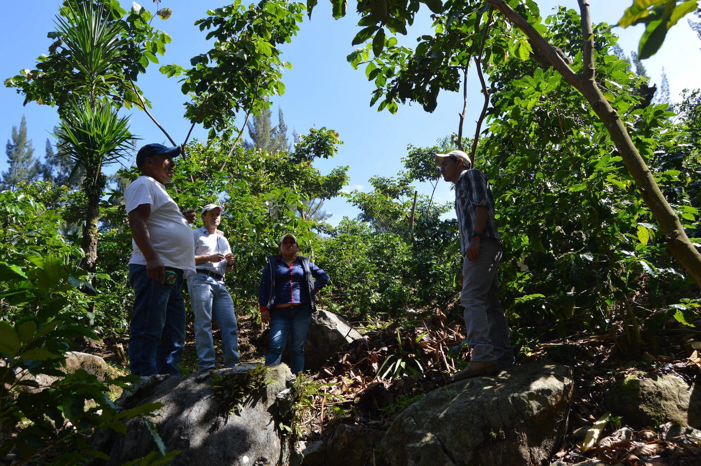 KB Coffee Roasters - El Panal Espresso Coffee, Guatemala Farm