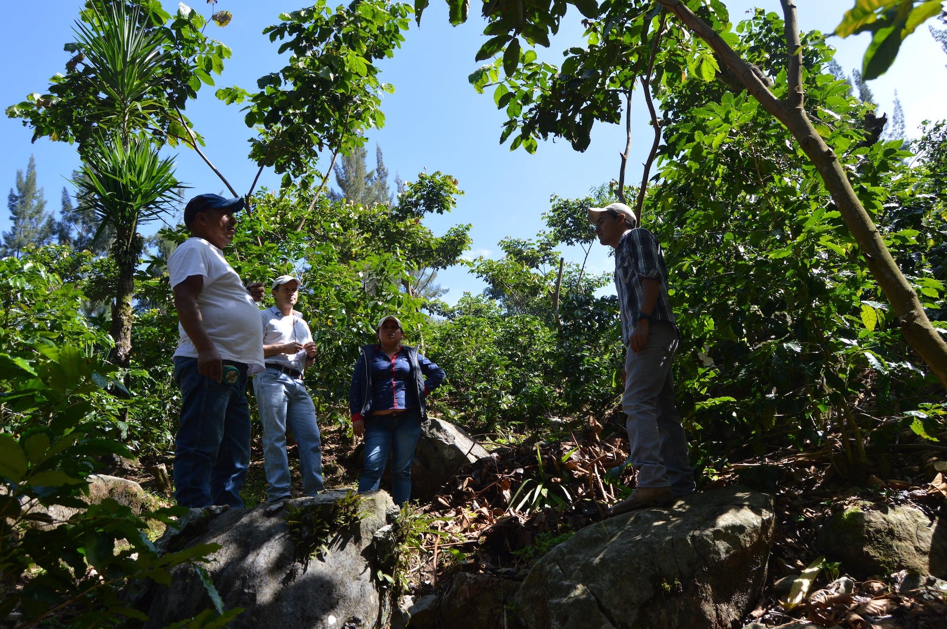 KB Coffee Roasters - El Panal Espresso Coffee, Guatemala Farm