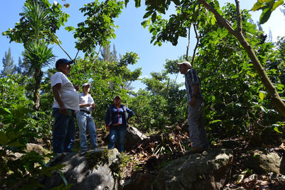 KB Coffee Roasters - El Panal Espresso Coffee, Guatemala Farm