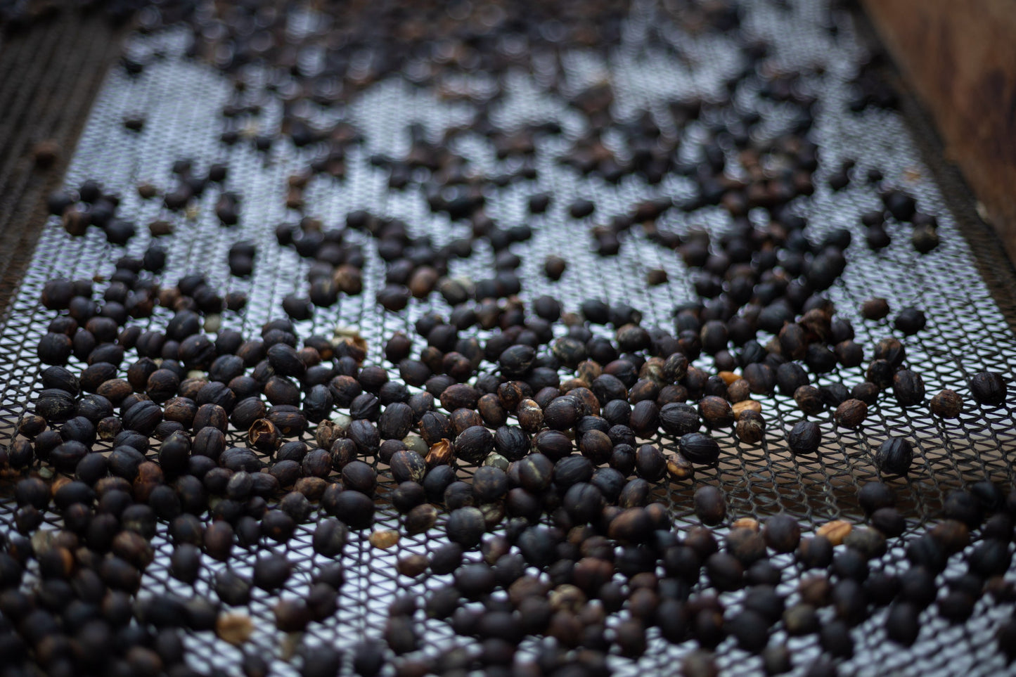 KB Coffee Roasters - El Panal Espresso Coffee, Guatemala Drying