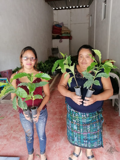 KB Coffee Roasters - El Panal Espresso Coffee, Guatemala Coffee Trees