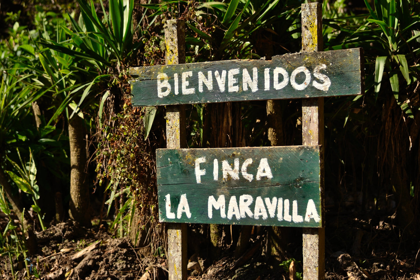KB Coffee Roasters - La Maravilla, Espresso Guatemala Farm
