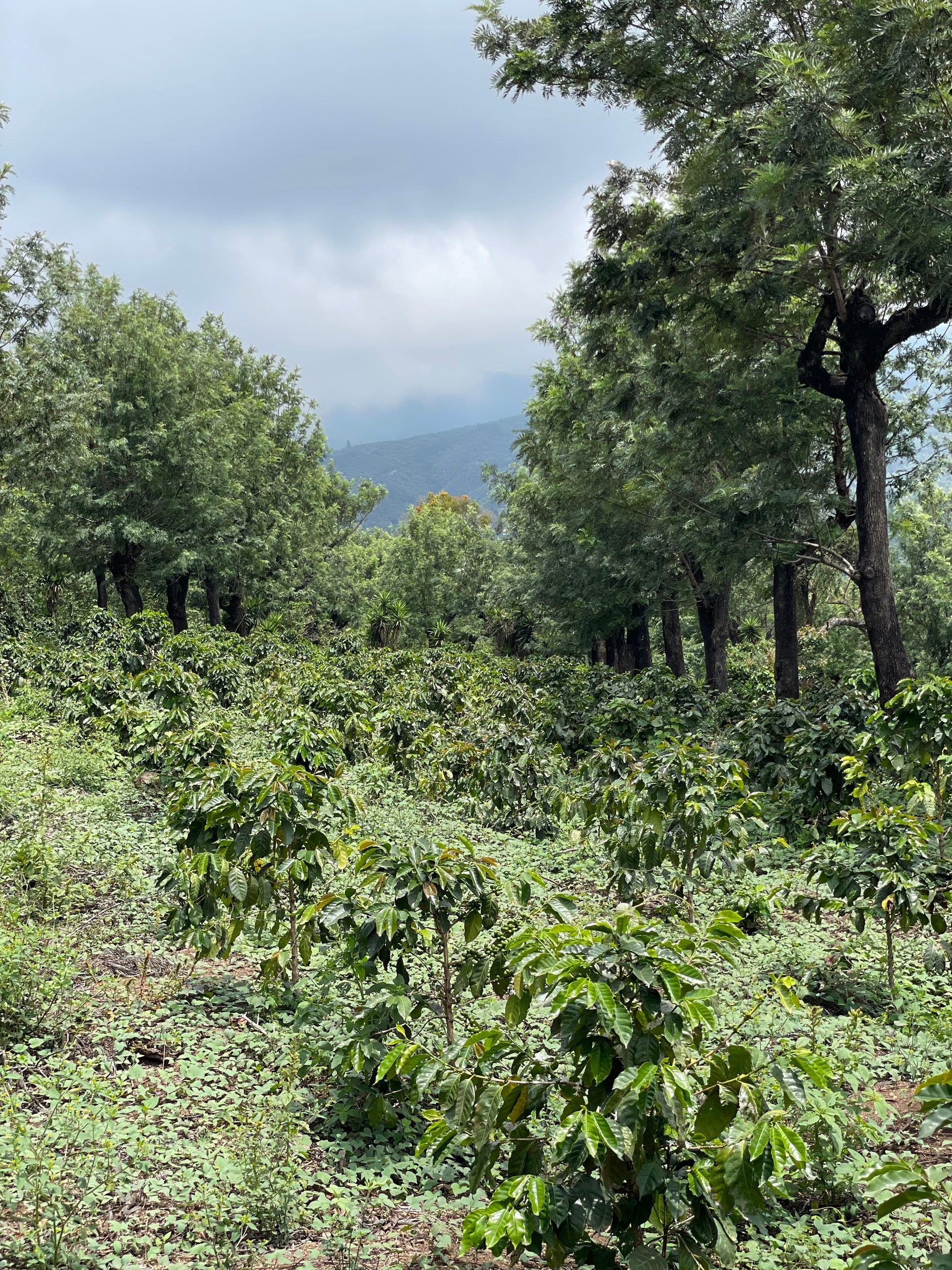 KB Coffee Roasters - La Pampa, Espresso Coffee Guatemala Farm