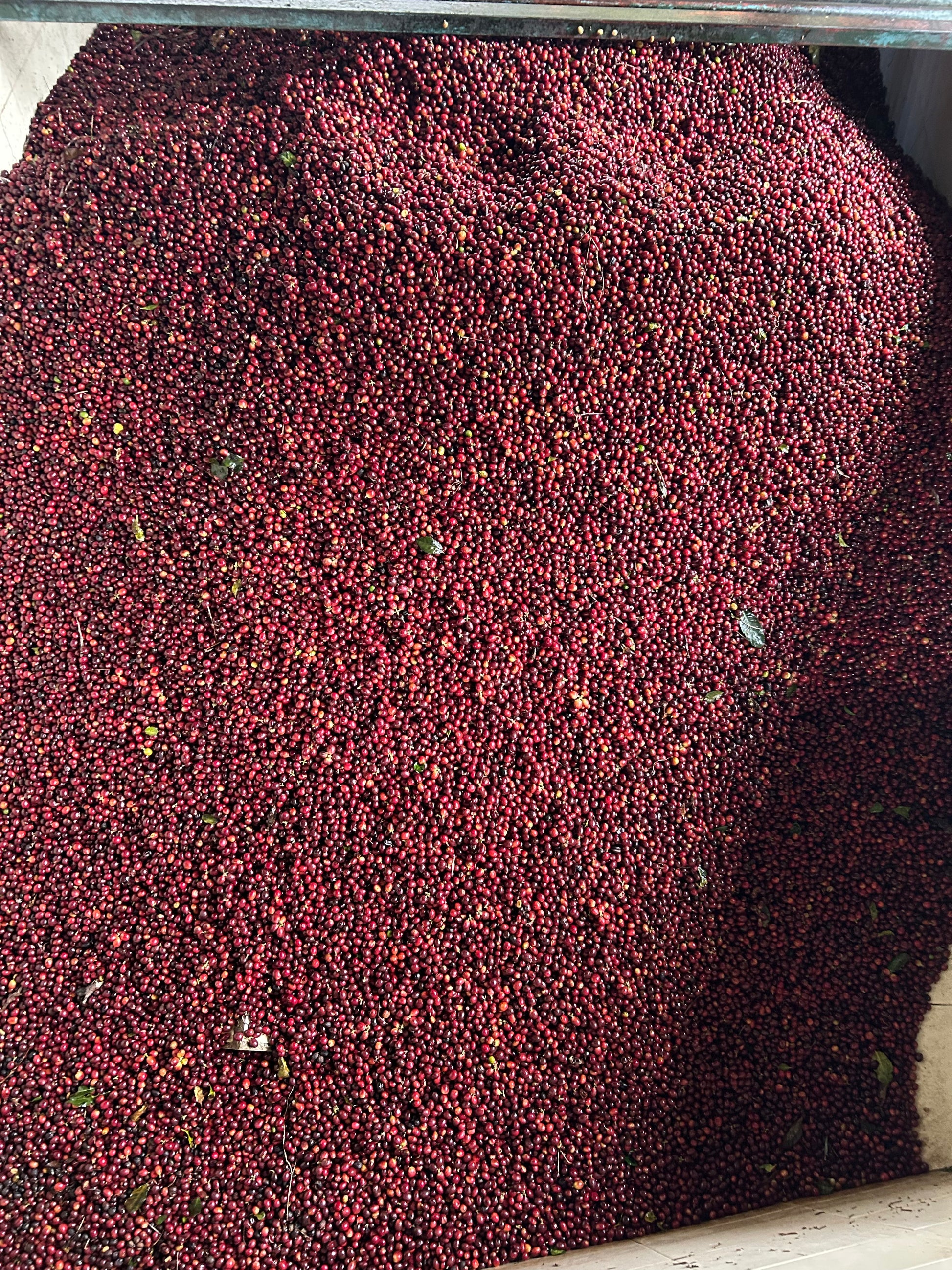 KB Coffee Roasters - La Pampa, Espresso Coffee Guatemala Ripe Coffee Cherries