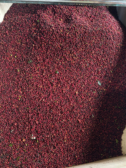 KB Coffee Roasters - La Pampa, Espresso Coffee Guatemala Ripe Coffee Cherries