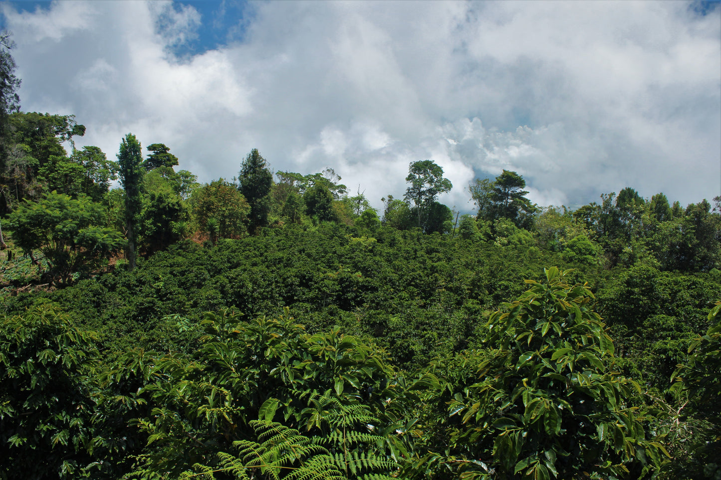 El Cucurucho, Filter - Honduras