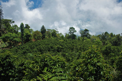 El Cucurucho, Filter - Honduras