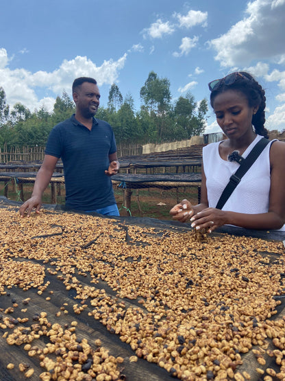 Cafes Muda Chelbesa Ethiopia Specialty Coffee Drying