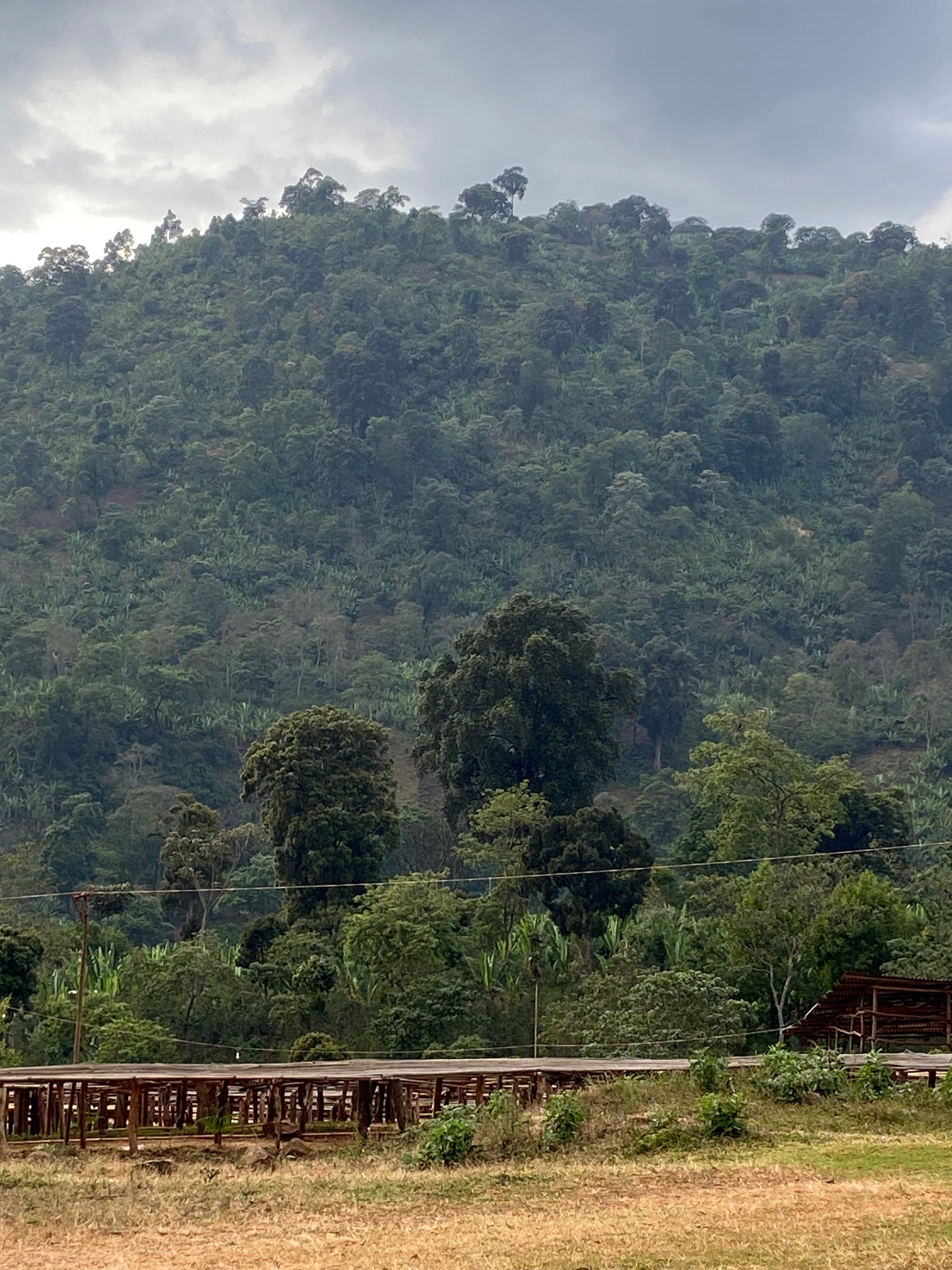 Cafes Muda Chelbesa Ethiopia Specialty Coffee Farm