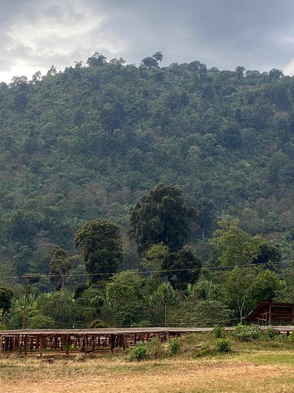 Cafes Muda Chelbesa Ethiopia Specialty Coffee Farm