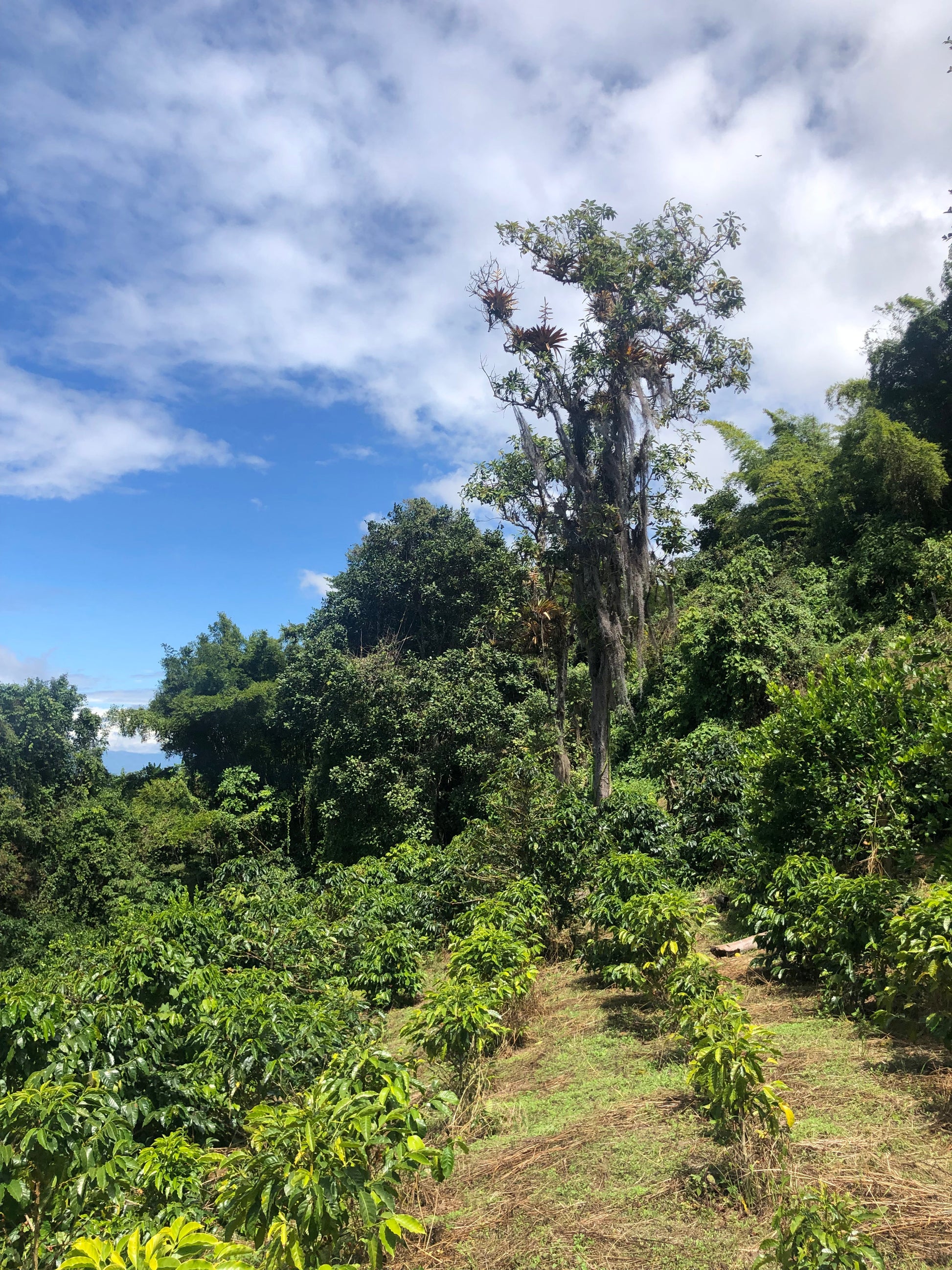 Parcel - COL001 El Pital Specialty Coffee Colombia Farm