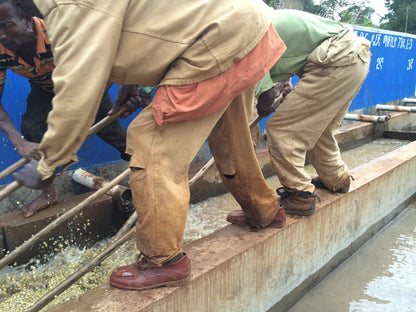 Parcel - ETH011 Hambela Filter Coffee Ethiopia Washing Station