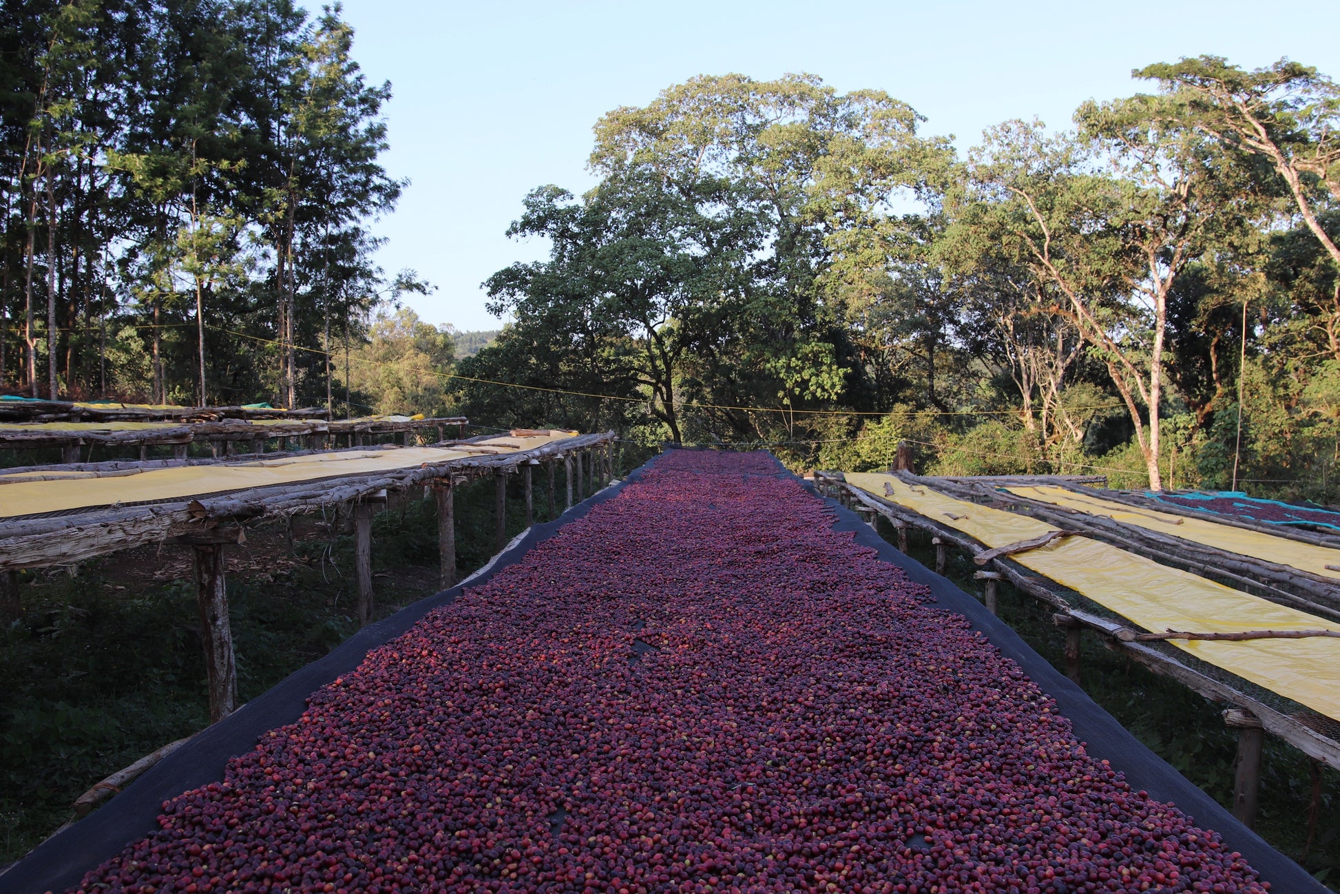 Cafes Muda - Beshasha Ethiopia Filter Coffee Farm