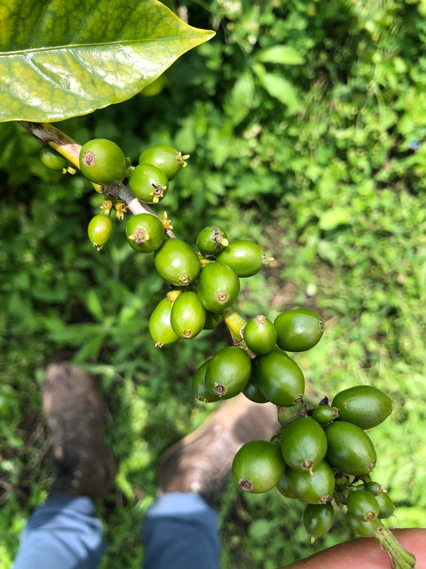 Parcel - COL001 El Pital Specialty Coffee Colombia Coffee Cherries