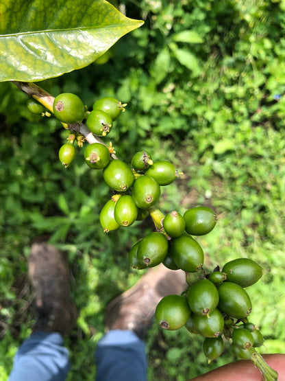 Parcel - COL001 El Pital Specialty Coffee Colombia Coffee Cherries