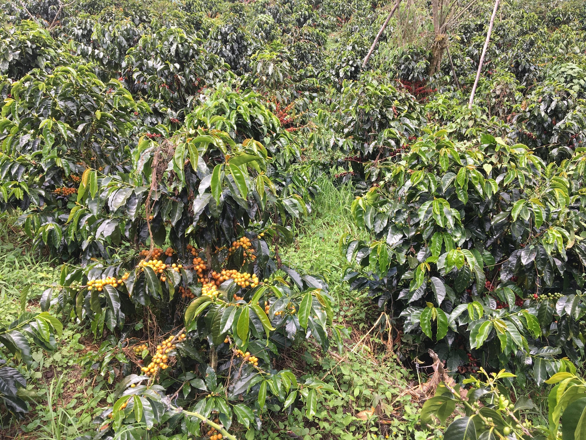 Cafes Muda - David Chilcon Espresso Coffee Peru Coffee Tree