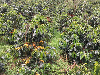 Cafes Muda - David Chilcon Espresso Coffee Peru Coffee Tree