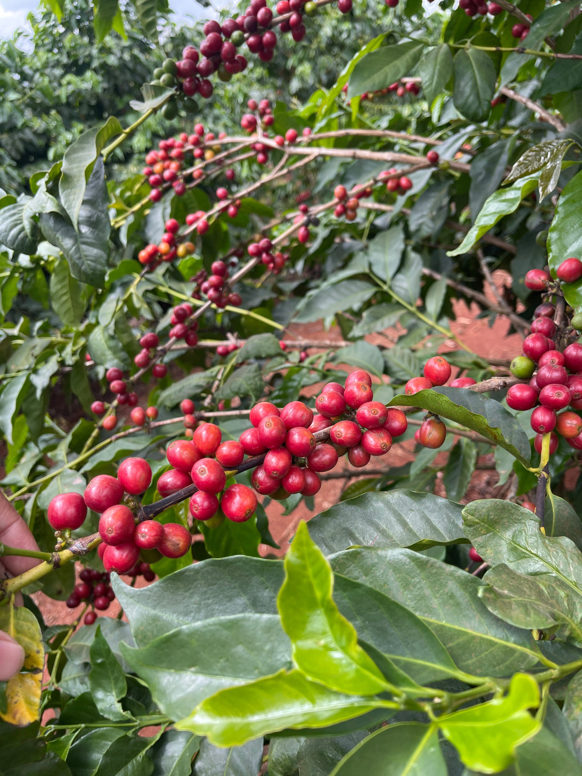 Parcel - KEN-004AB Kiriga Filter Coffee Kenya